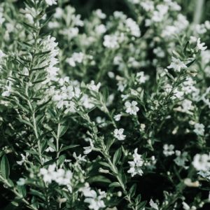what are withanolides in ashwagandha